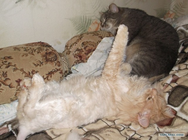 Котовторник ( 23.10. 2012. )