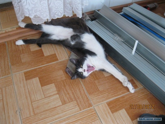 16 лучших котов сезона