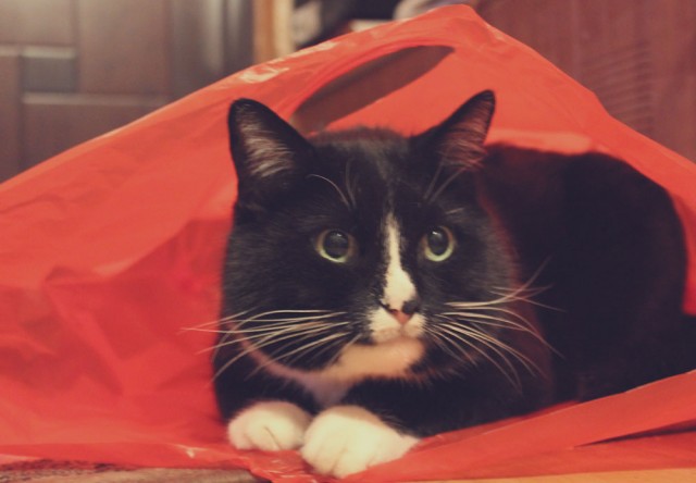 Новогодний Котовторник 01.01.2013