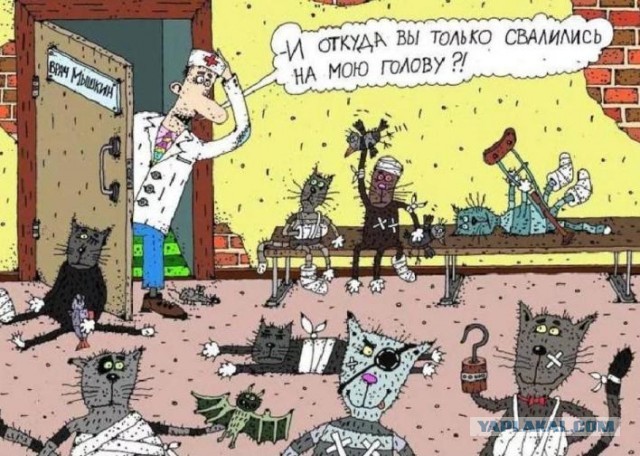 Картинки с котами и про котов