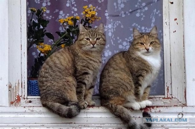 Задорные заборные котэ