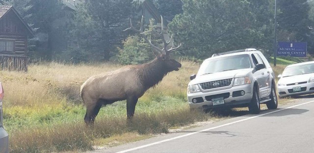 Забавные животные