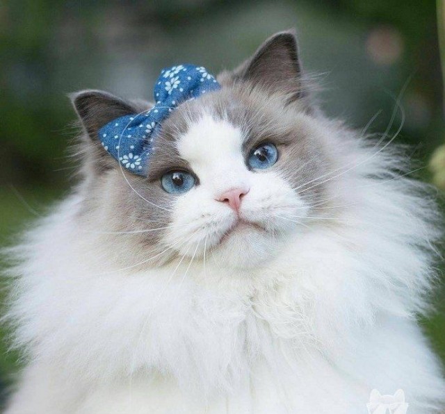 Эти забавные животные