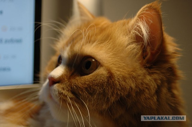 Кот, который не любит Новый год