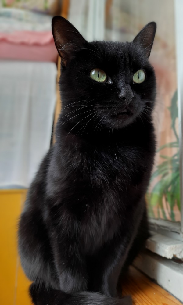 Котовторник же очередной