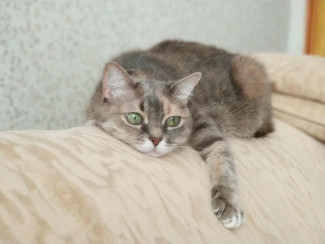 Котовторник 14.09.2021