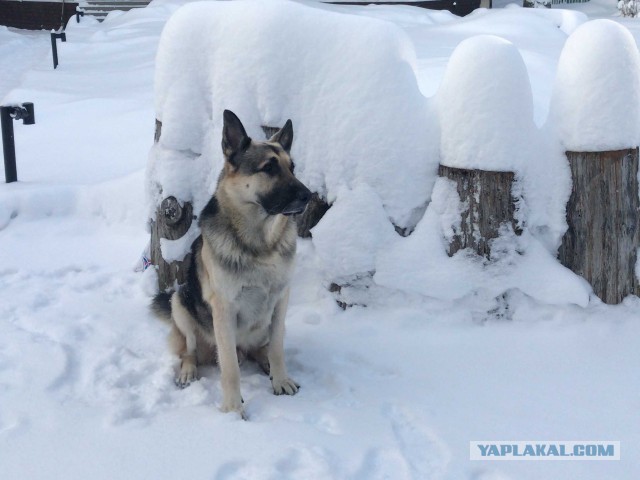 Собакочетверг