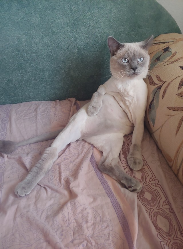 У кого какие животные? (Про мужей чур не писать)