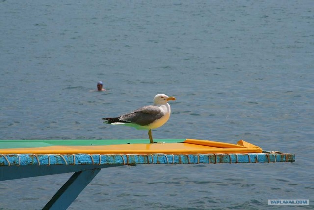 Южный берег Крыма