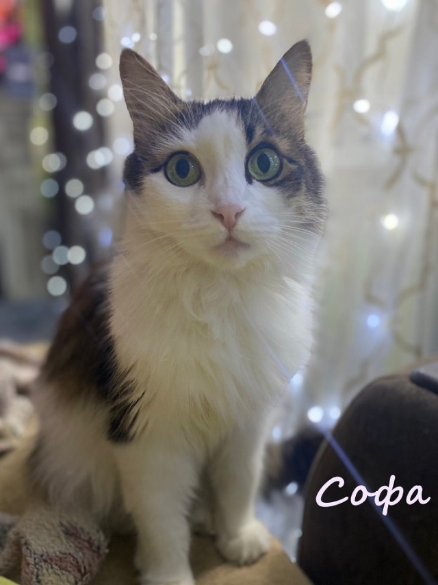 Жизнь домашнего приюта "Котоленд" 369