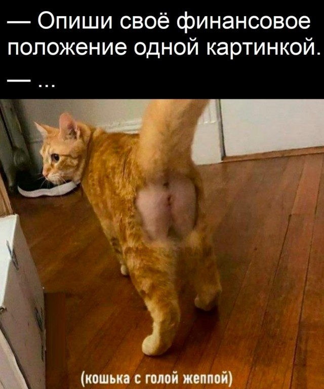 Весёлый полтишок 31.01.23