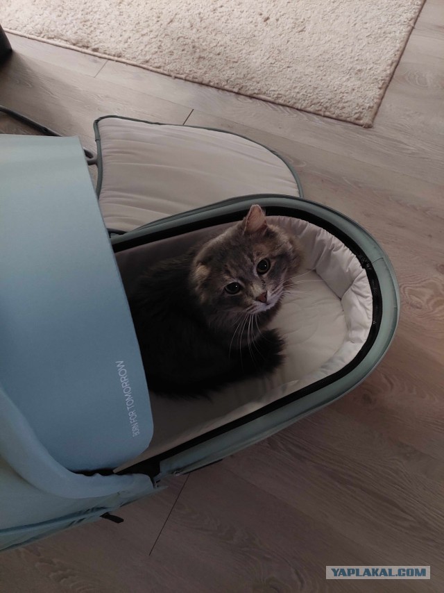 Котячьих потягушечек вам в ленту!