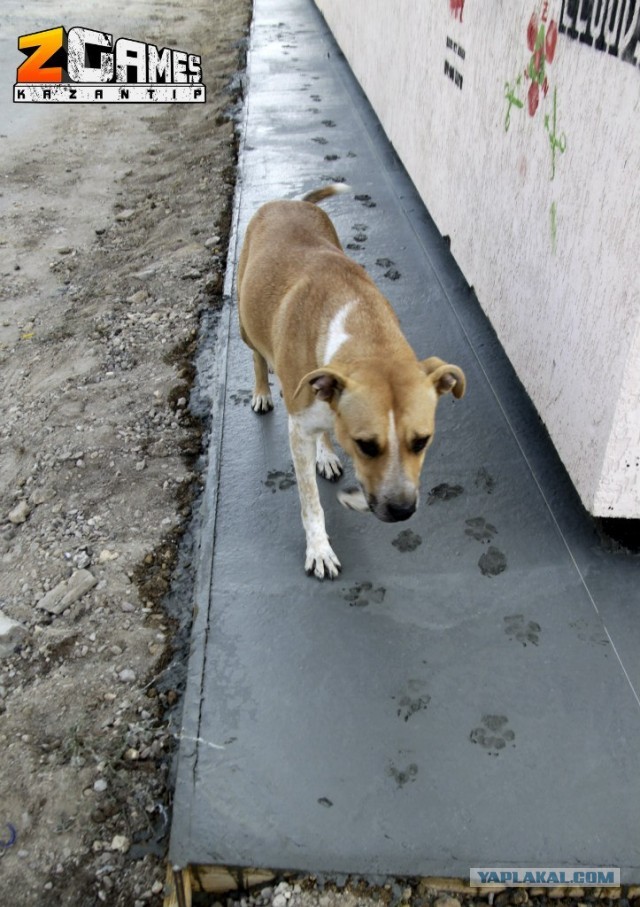 Залил стяжку пола