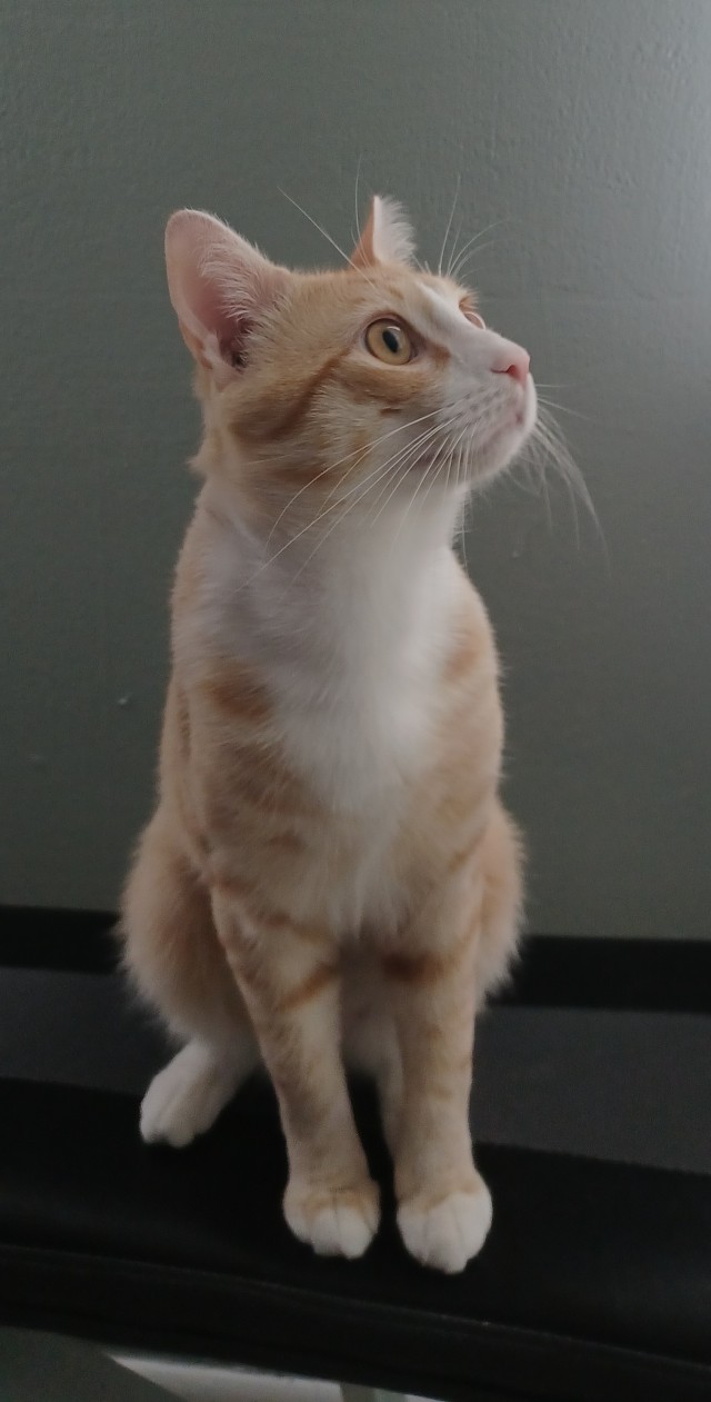 Ищу хозяина кота