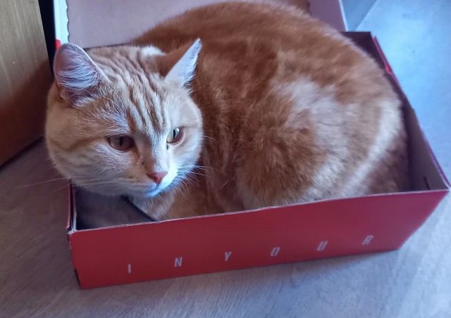 Котаны мои