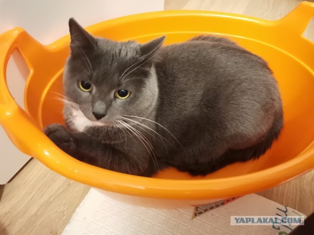 Кот в рамках бытия