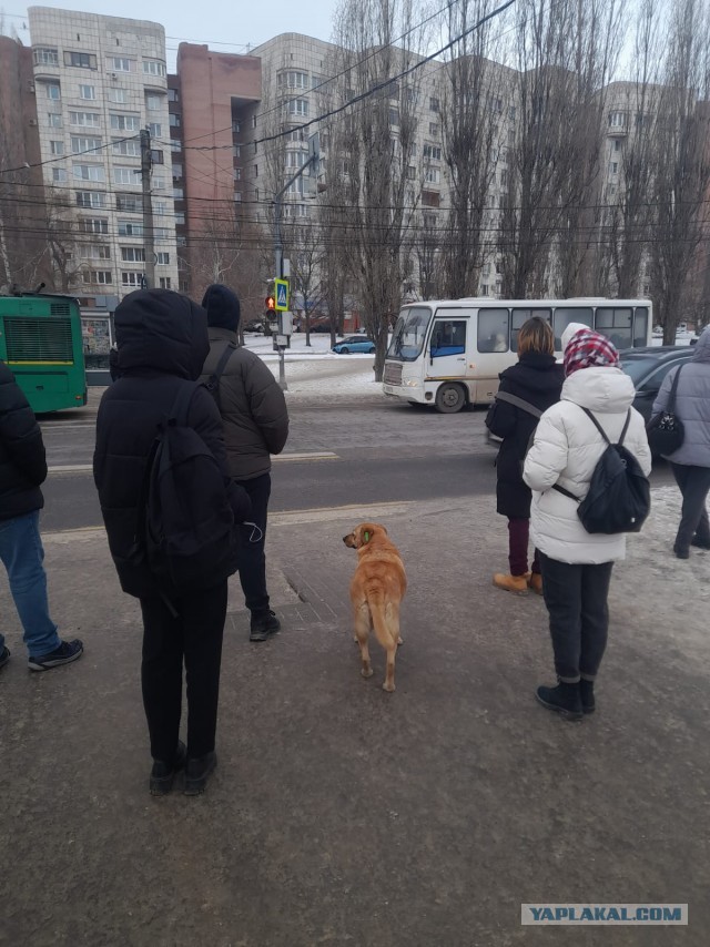 Собакочетверг