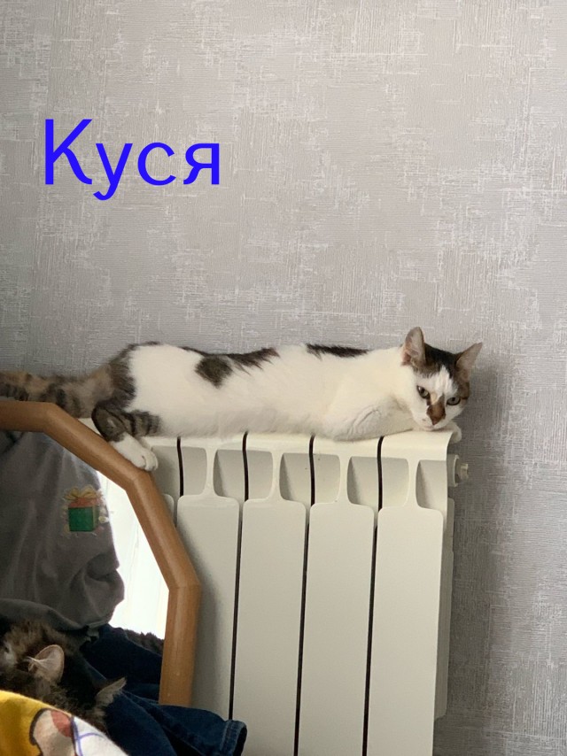 Жизнь домашнего приюта "Котоленд" 431