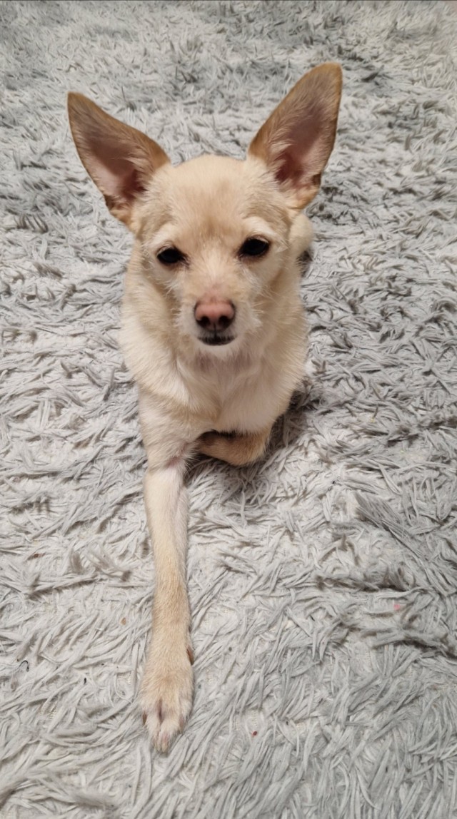 Четверг, собака