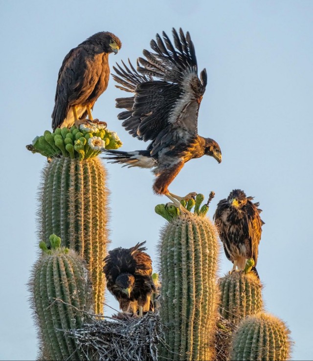 Пеший ястреб и медведи: 10 забавных кадров Comedy Wildlife Photography Awards