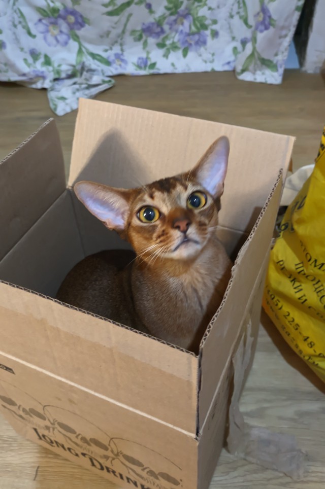 Коробочки наше фсё