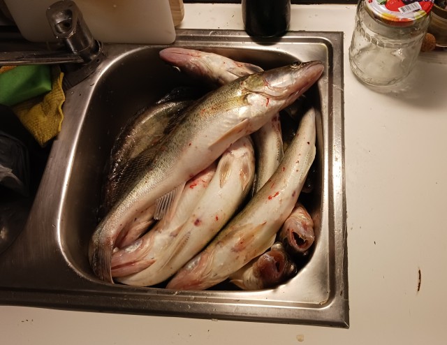 Пошли судаки!