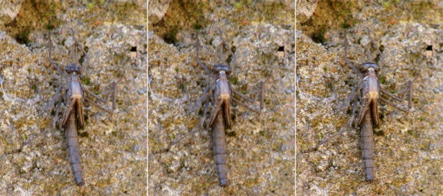 Метаморфоз