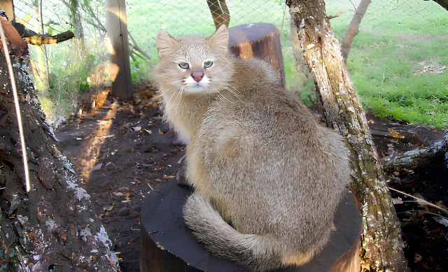 Пампасская кошка: почему она редко встречается в природе и какие у нее особенности
