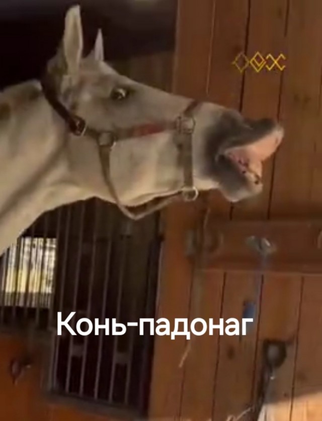 Коты и лошади