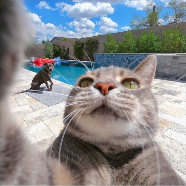 ФотоВинегрет