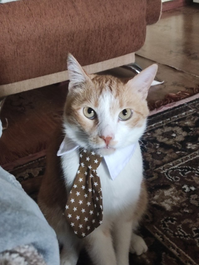 Смешные коты, которые бы победили на конкурсе абсурдных фотографий