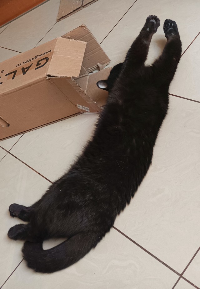 Котовторник