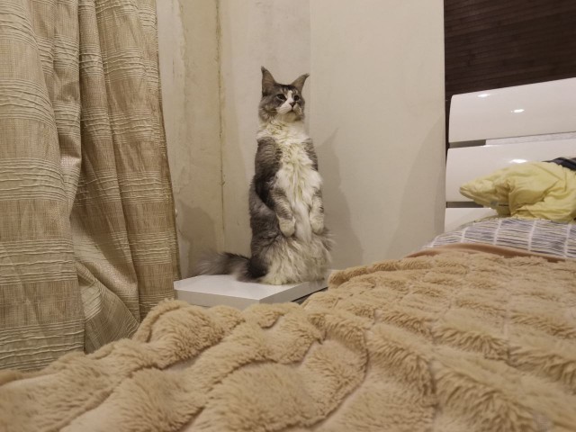 Суслик