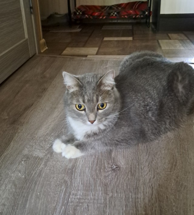 Мой шерстяной