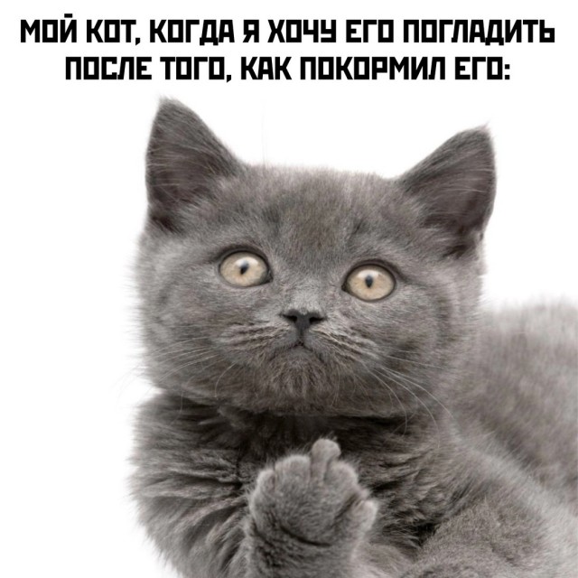 Картинки для деградации 11 (разной степени свежести)