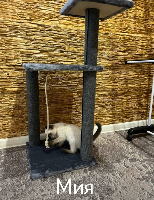 Жизнь домашнего приюта "Котоленд" 515