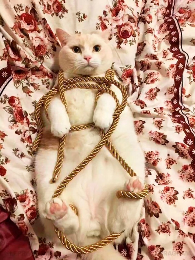 Сегодня отмечается Международный день фетишей