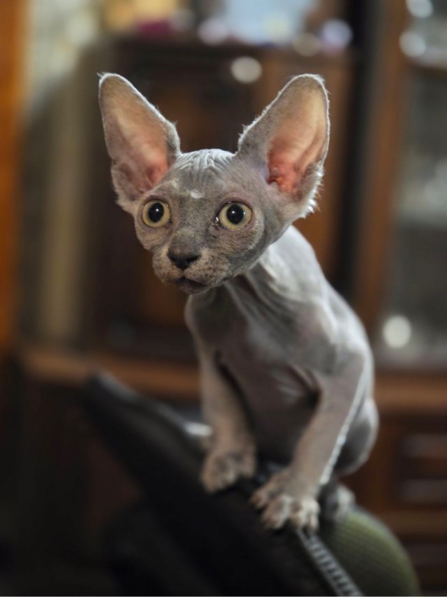К котовторнику делюсь