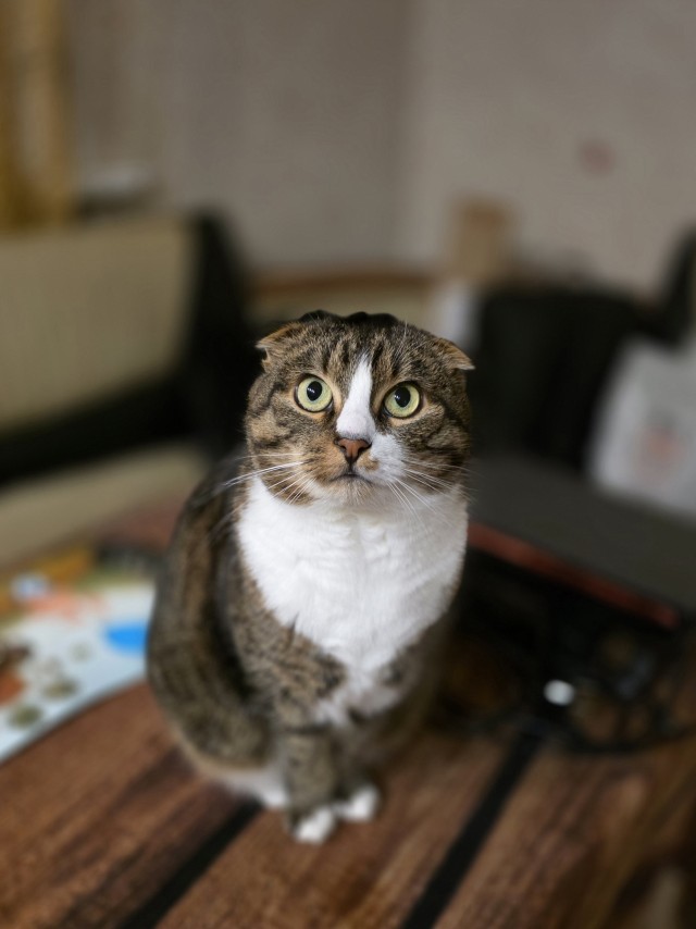 Ура, котовторник!