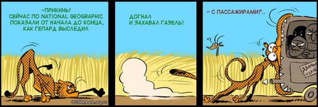 Кабан упал и лапу набак