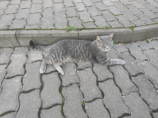 Продолжаем котовторник