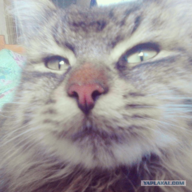 Кот и магнит