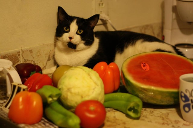 Котовторник на 24.09.2013г