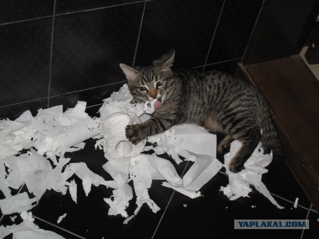 Котовторник 8.10.2013