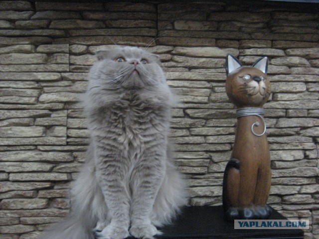 Котовторник 22.10.2013