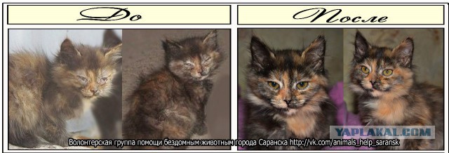 Про спасенных котеек