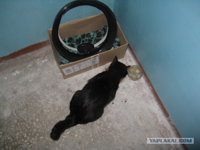 Котовторник 20.05.2014