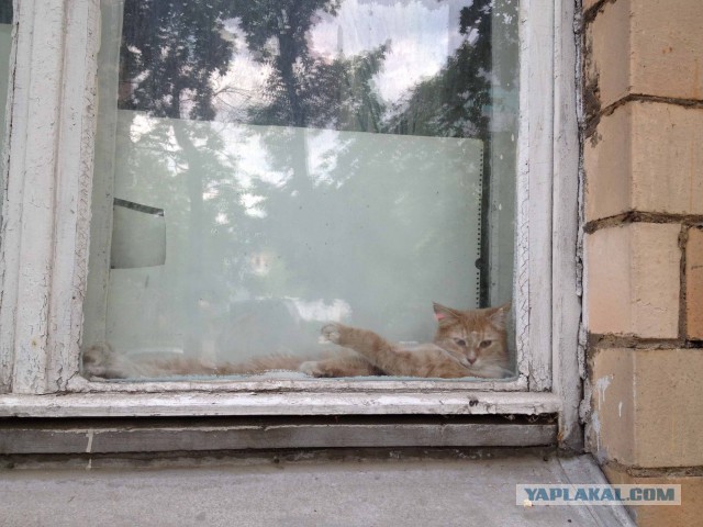 Котовторник 27.5.2014