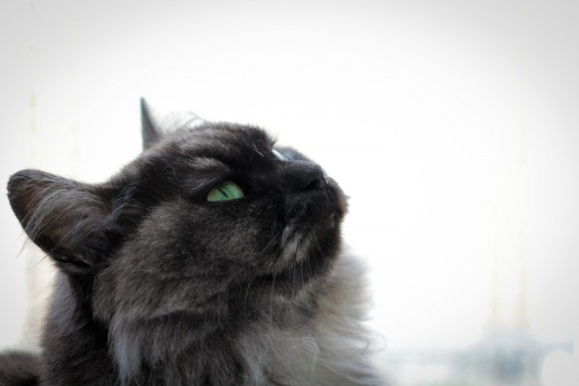 Котовторник 10.06.2014