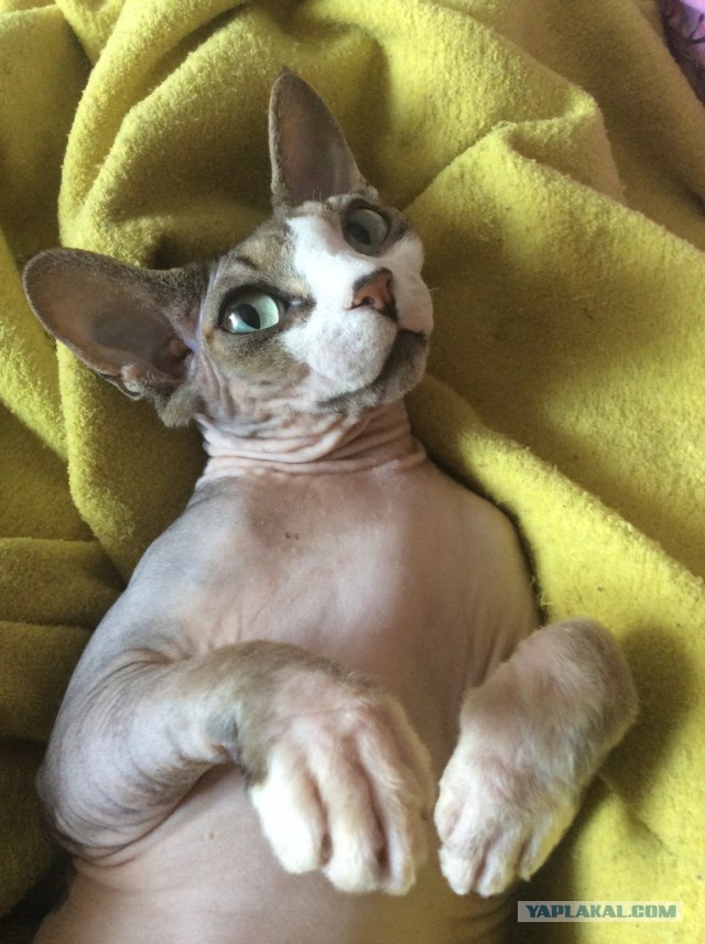 Кот Митяй!